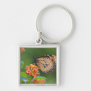 Soldier (Danaus eresimus) butterfly feeding Keychain
