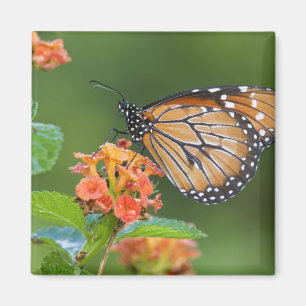 Soldier (Danaus eresimus) butterfly feeding Magnet