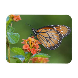 Soldier (Danaus eresimus) butterfly feeding Magnet