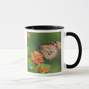 Soldier (Danaus eresimus) butterfly feeding Mug