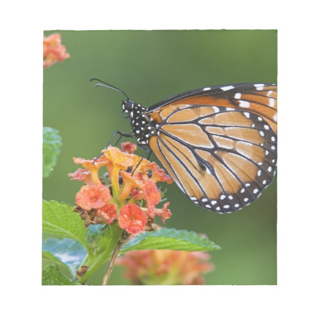Soldier (Danaus eresimus) butterfly feeding Notepad (Front)