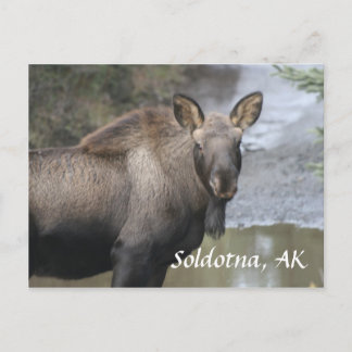 , Soldotna, AK Postcard