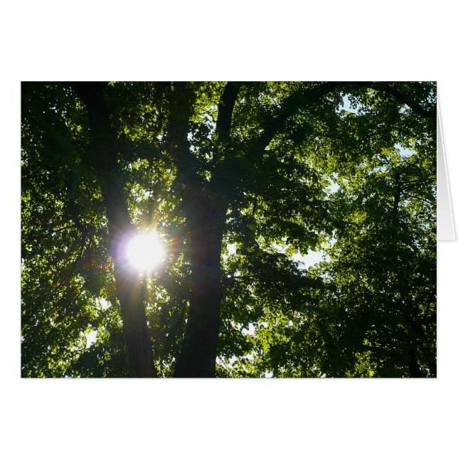 Soleil brillant à travers les arbres (Devant horizontal)