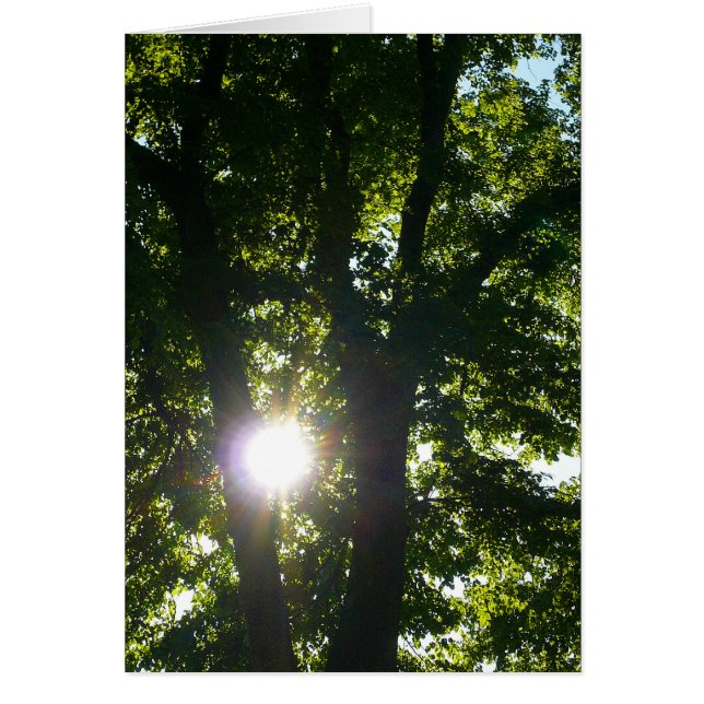 Soleil brillant à travers les arbres (Devant)