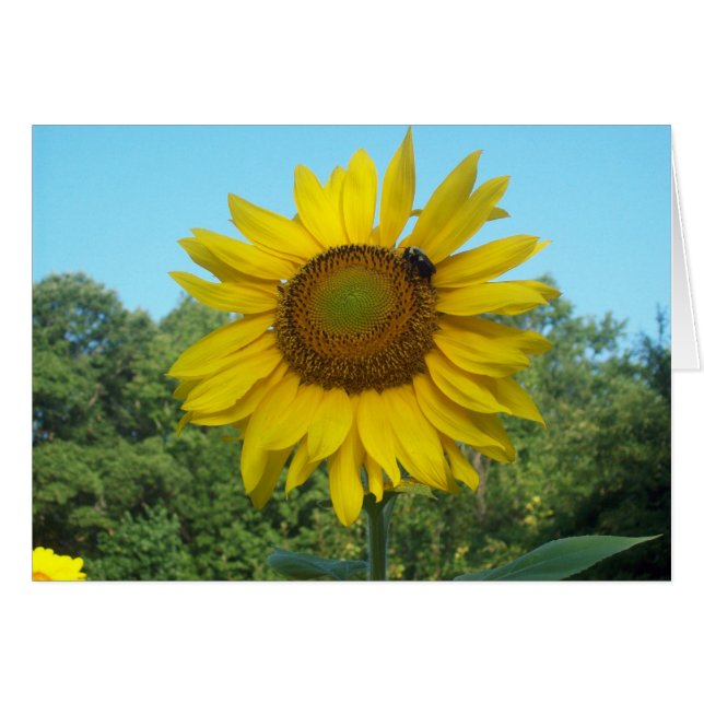 Soleil du bon matin (Devant horizontal)