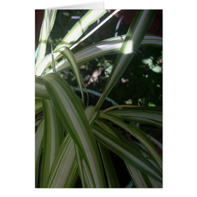 Soleil et ombre (Devant)