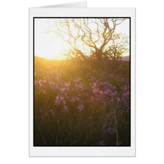 Soleil sur le Mont Tolmie et Camas