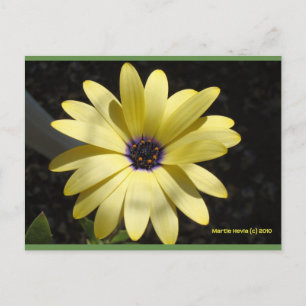 Soleil sur une marguerite jaune   Carte postale Bl