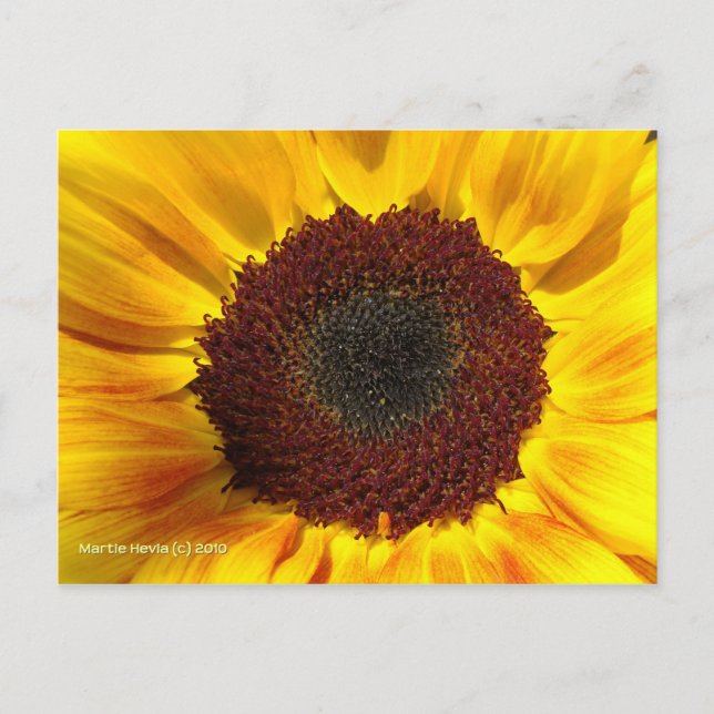 Soleil tournesol - Carte postale (Devant)