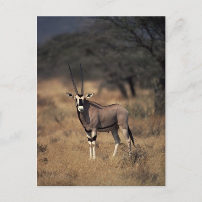 Solitary Antelope Postcard (Front)