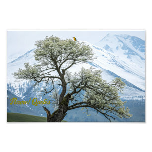 Solitary Blossoming Tree and Snowy Mountains Photo Print