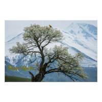 Solitary Blossoming Tree and Snowy Mountains