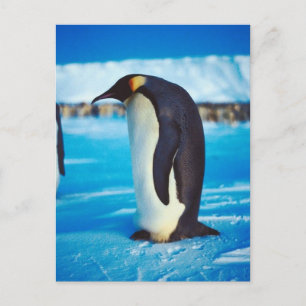Solitary Penguin Postcard
