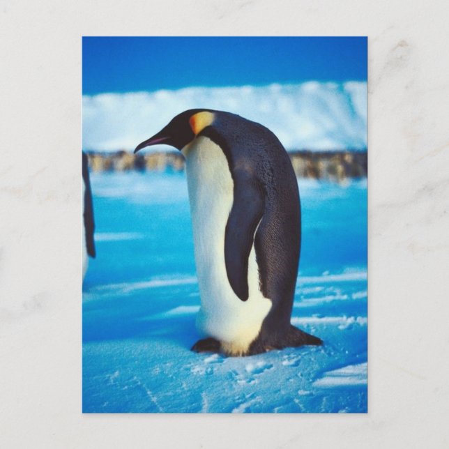 Solitary Penguin Postcard (Front)