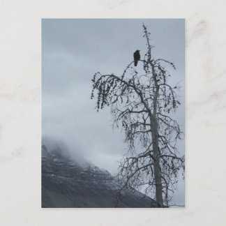 Solitary Raven Postcard