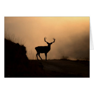 Solitary Red Stag Card