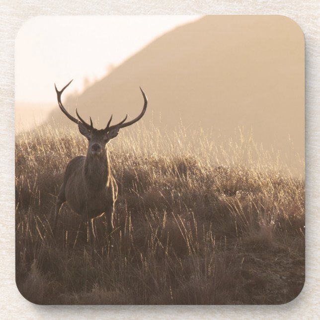 Solitary Red Stag Set of Six Coasters (Front)