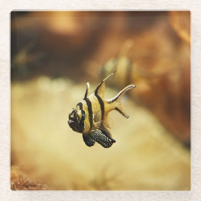 Solitary Stripy Angelfish Glass Coaster (Front)