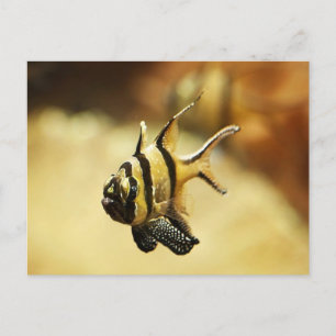 Solitary Stripy Angelfish Holiday Postcard
