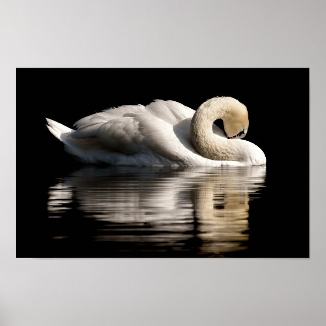 Solitary Swan Poster (Front)