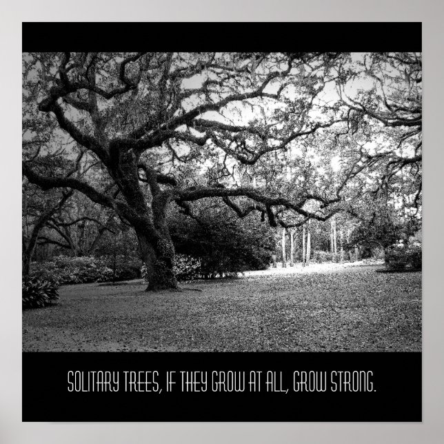 Solitary Tree Poster (Front)