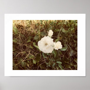 Solo Blooming Spring Flower Poster - White & Green