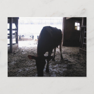 solo cow postcard