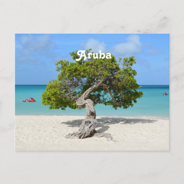 Solo Divi Divi Tree in Aruba Postcard (Front)