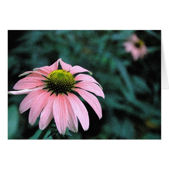 Solo Echinacea Card
