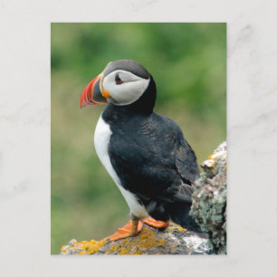 Solo Puffin Postcard