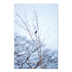 Soloist Photo Print