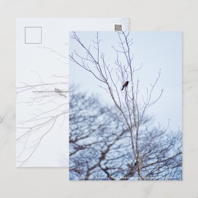 Soloist Postcard (Front/Back)