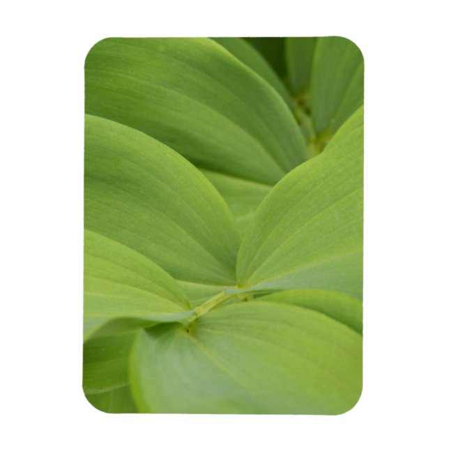 Solomons Seal Magnet (Vertical)