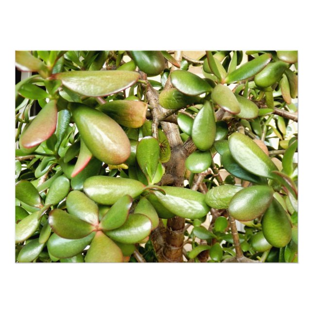 Solomons Seal Photo Print (Front)