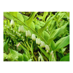 Solomons Seal Photo Print