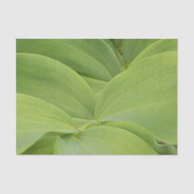 Solomons Seal Tissue Paper (Front)