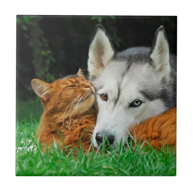 Somali Cat Siberian Husky Cute Friends Huddle Love Tile (Front)