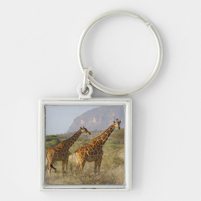 Somali Giraffe, Reticulated Giraffe, Giraffa Keychain (Front)