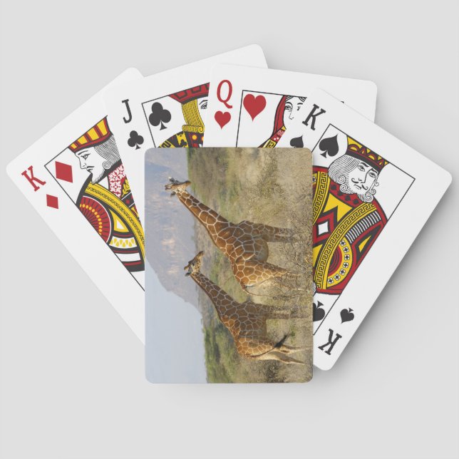 Somali Giraffe, Reticulated Giraffe, Giraffa Playing Cards (Back)