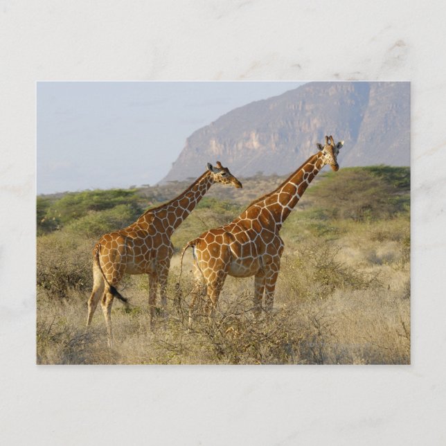 Somali Giraffe, Reticulated Giraffe, Giraffa Postcard (Front)
