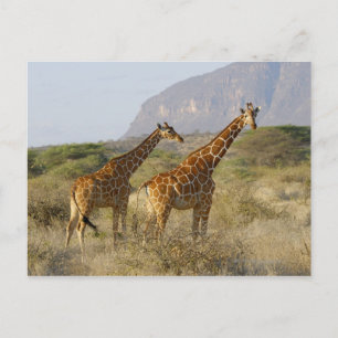 Somali Giraffe, Reticulated Giraffe, Giraffa Postcard