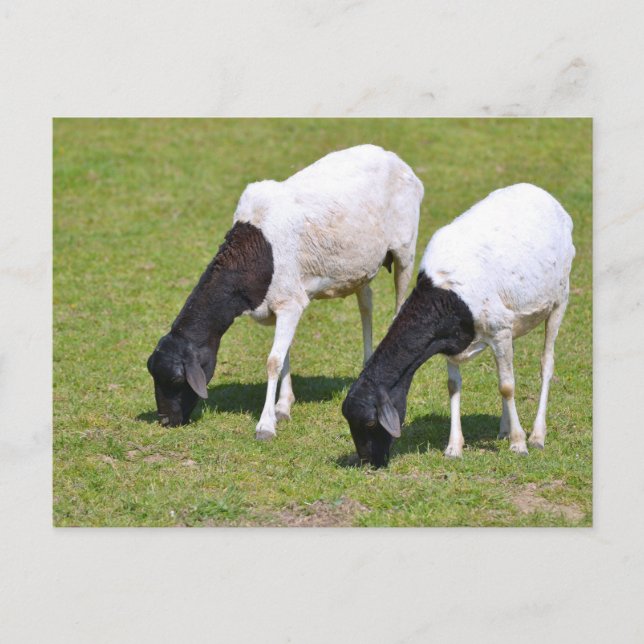 Somali sheep grazing postcard (Front)