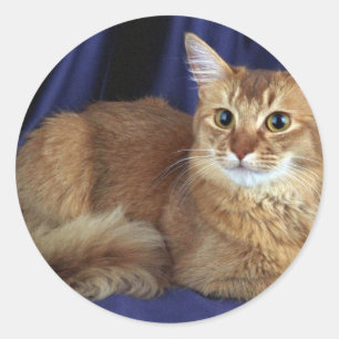 Somali, sorrel classic round sticker