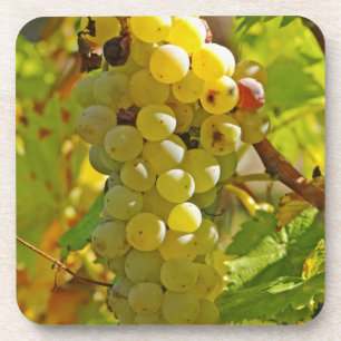 Some Chasselas in the vineyard - planted long Coaster