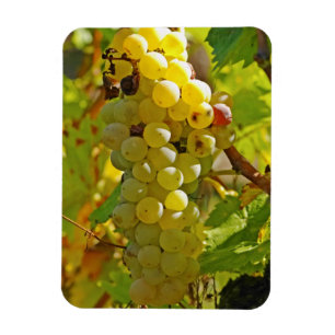 Some Chasselas in the vineyard - planted long Magnet