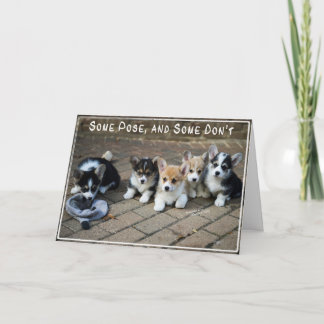 Some Pose, Some Don't ~ Corgi Puppies in a Row Card