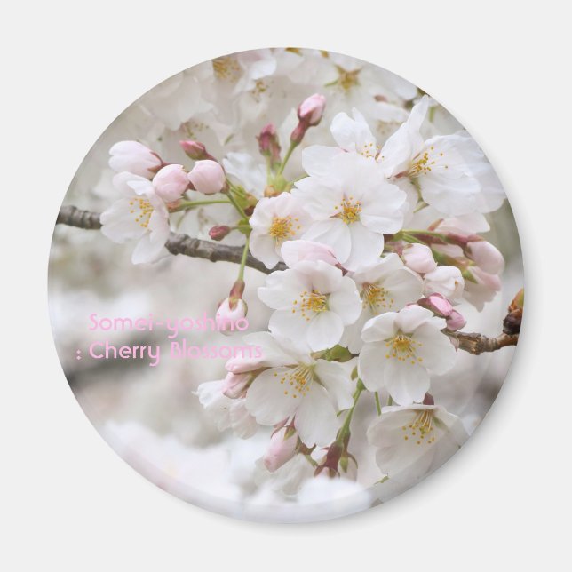 Somei-yoshino: Cherry Blossoms [Circle Magnet] Magnet (Front)