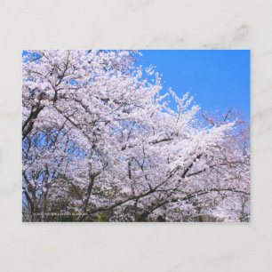 Somei-yoshino: Cherry Blossoms [Postcard] Postcard