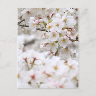 Somei-yoshino: Cherry Blossoms [Postcard] Postcard