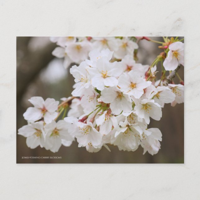 Somei-yoshino: Cherry Blossoms [Postcard] Postcard (Front)